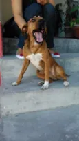 Pinga