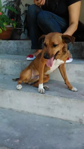 Cachorro ra a SRD idade 2 anos nome Pinga