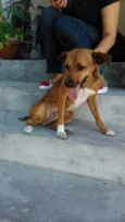 Pinga