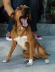 Pinga