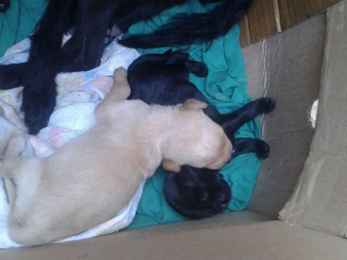 Cachorro raça SRD idade Abaixo de 2 meses nome Filhotes