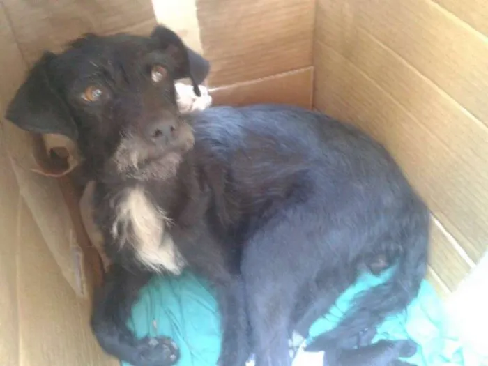 Cachorro raça SRD idade Abaixo de 2 meses nome Filhotes