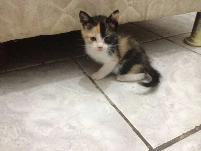 Gato ra a  idade 2 a 6 meses nome SEM NOME