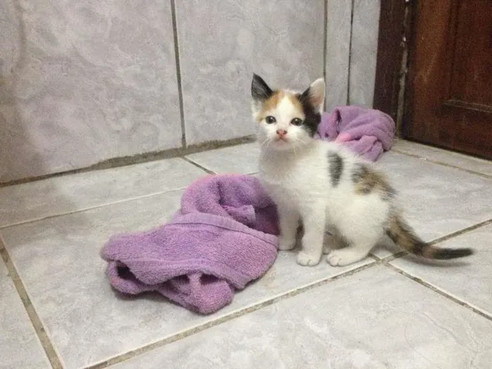 Gato ra a  idade 2 a 6 meses nome SEM NOME