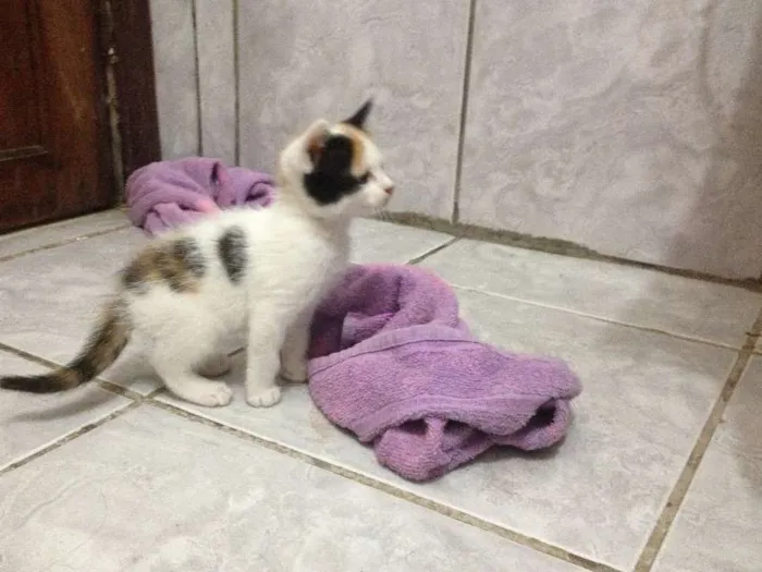 Gato ra a  idade 2 a 6 meses nome SEM NOME