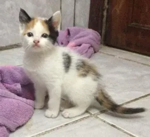 Gato raça  idade 2 a 6 meses nome SEM NOME