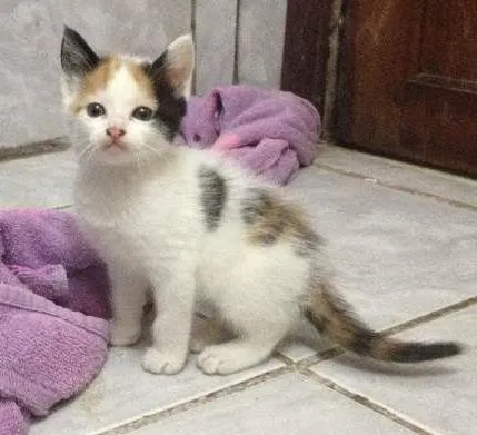 Gato ra a  idade 2 a 6 meses nome SEM NOME