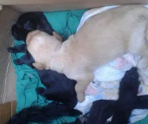Cachorro raça SRD idade Abaixo de 2 meses nome Filhotes
