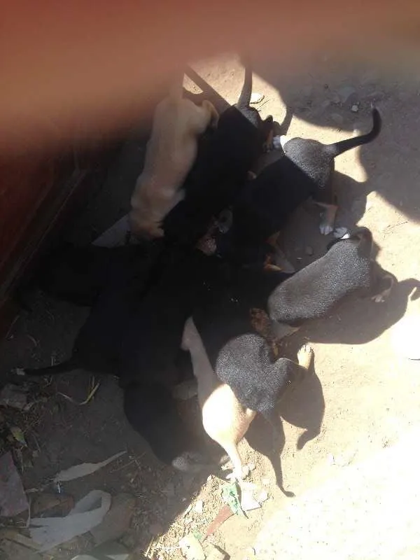 Cachorro ra a Mistiiço labrador idade Abaixo de 2 meses nome Pequenos