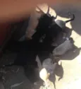 Pequenos
