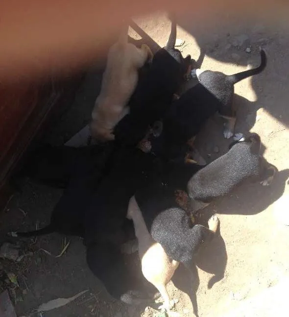 Cachorro ra a Mistiiço labrador idade Abaixo de 2 meses nome Pequenos