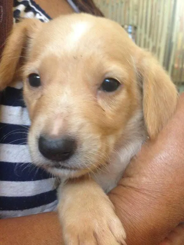Cachorro ra a Mistiiço labrador idade Abaixo de 2 meses nome Pequenos