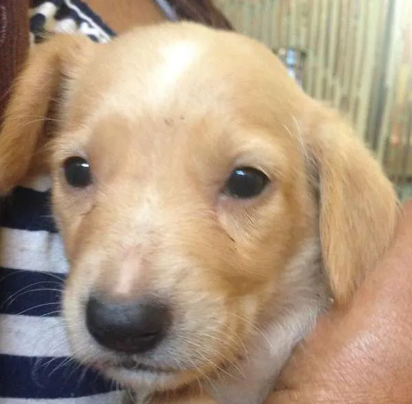 Cachorro ra a Mistiiço labrador idade Abaixo de 2 meses nome Pequenos