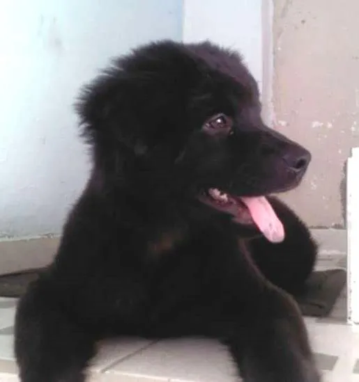 Cachorro ra a Mistura idade 7 a 11 meses nome BOB