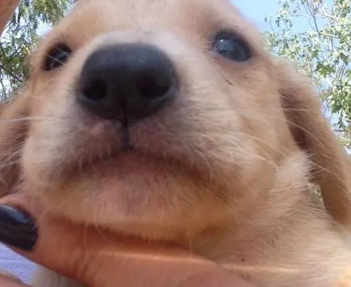 Cachorro ra a Mistiiço labrador idade Abaixo de 2 meses nome Pequenos