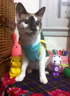 Gato raça SRD idade 7 a 11 meses nome KATTY
