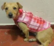 Cachorro ra a sem raça definida idade 1 ano nome Pituxa