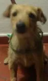 Cachorro ra a sem raça definida idade 1 ano nome Pituxa