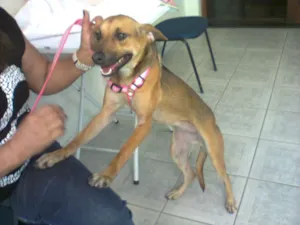 Cachorro raça SRD idade 7 a 11 meses nome Mel