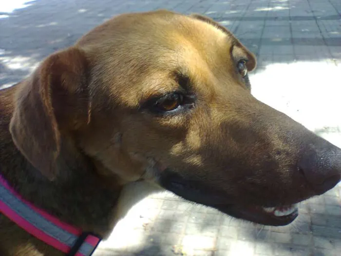 Cachorro ra a SRD idade 7 a 11 meses nome Mel