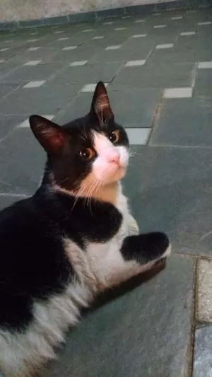 Gato raça sem raça definida idade 2 anos nome Bruce