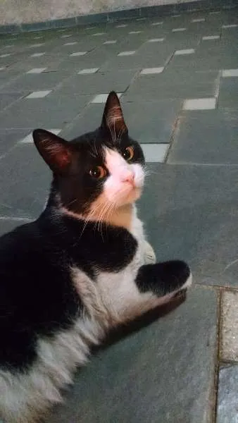 Gato ra a sem raça definida idade 2 anos nome Bruce