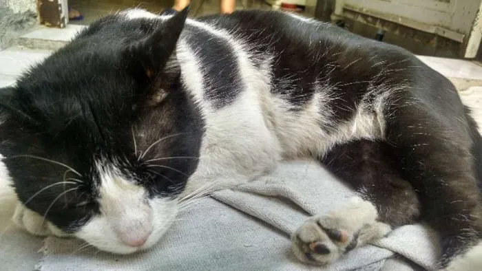 Gato ra a sem raça definida idade 2 anos nome Bruce