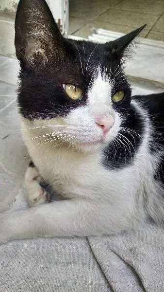 Gato ra a sem raça definida idade 2 anos nome Bruce
