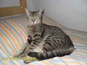 Gato raça SRD idade 1 ano nome bella