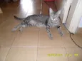bella