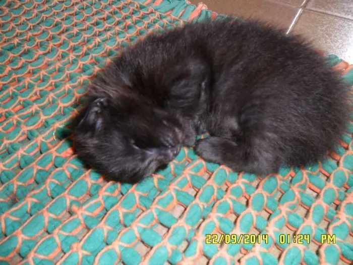 Gato raça SRD idade 1 ano nome bella