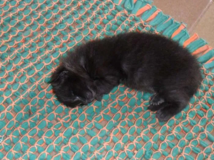 Gato raça SRD idade Abaixo de 2 meses nome ----