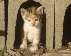 Gato raça Gato idade 2 a 6 meses nome Gatinhos