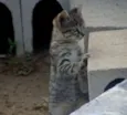 Gatinhos