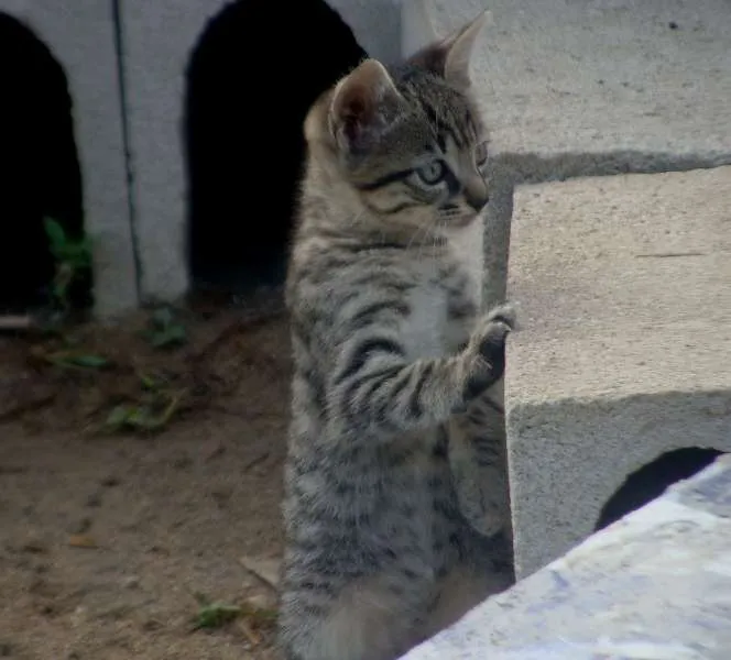 Gato raça Gato idade 2 a 6 meses nome Gatinhos