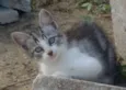 Gatinhos