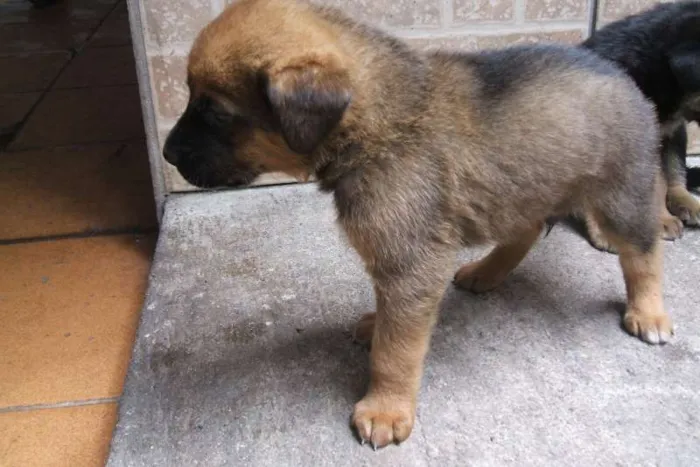 Cachorro ra a SRD idade Abaixo de 2 meses nome Filhote
