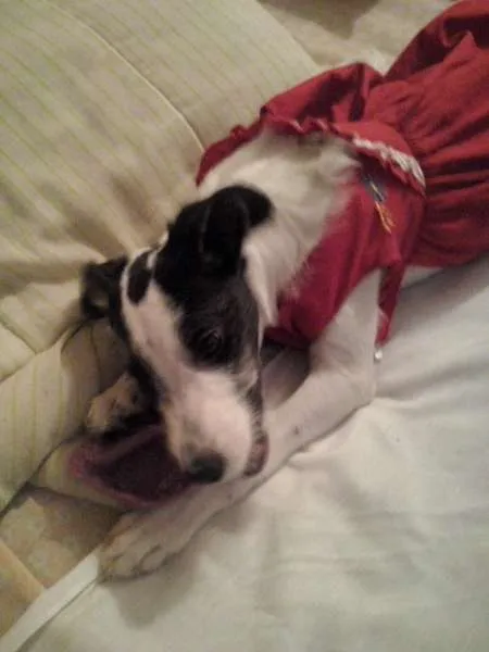 Cachorro raça SRD idade 2 a 6 meses nome ariel