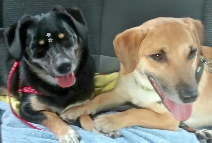 Cachorro ra a DASCHUND (mestiços) idade 1 ano nome SUZY E SIMBA