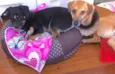 SUZY E SIMBA