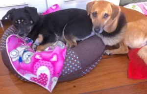 Cachorro raça DASCHUND (mestiços) idade 1 ano nome SUZY E SIMBA