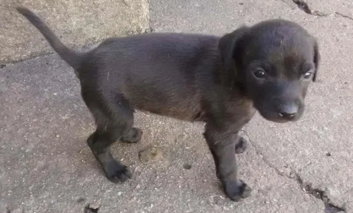 Cachorro ra a SRD idade Abaixo de 2 meses nome ?