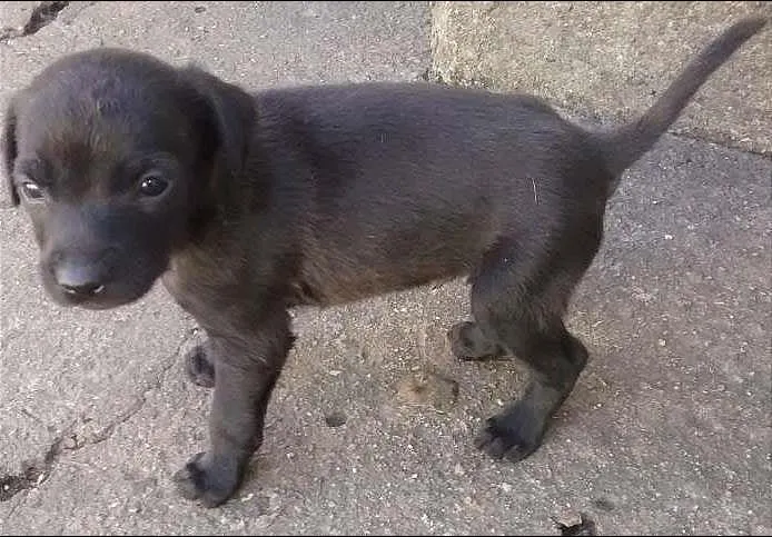 Cachorro ra a SRD idade Abaixo de 2 meses nome ?