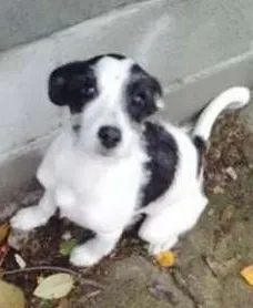 Cachorro raça SRD idade 2 a 6 meses nome ariel