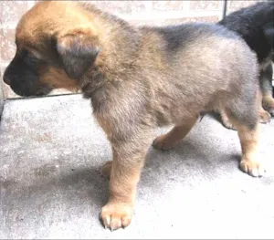Cachorro raça SRD idade Abaixo de 2 meses nome Filhote