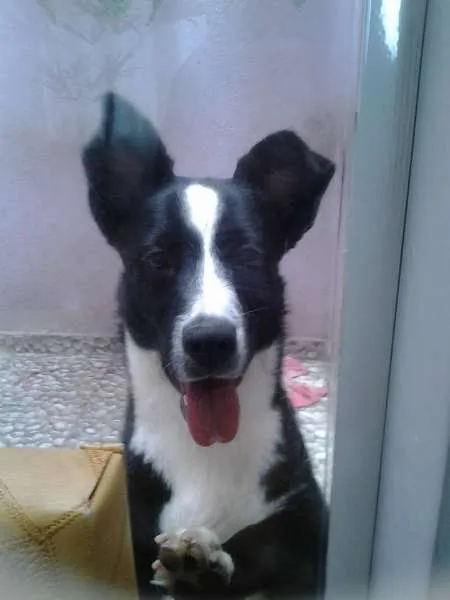 Cachorro ra a Indefinida idade 7 a 11 meses nome Mel