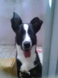 Mel