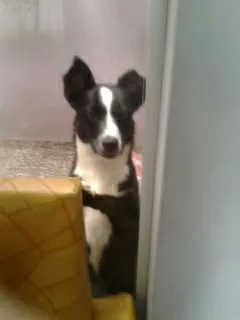 Cachorro ra a Indefinida idade 7 a 11 meses nome Mel