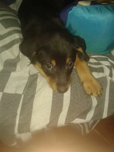 Cachorro ra a Rottweiler idade 2 a 6 meses nome Bob Zeus