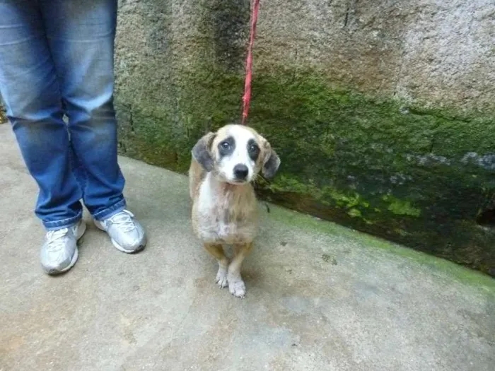 Cachorro ra a SRD idade 7 a 11 meses nome Corujinha